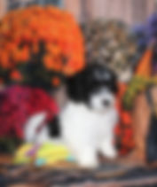 fullsizeoutput_187b4.jpeg