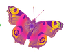 mari 5.png
