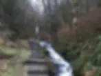 ree