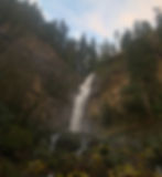 ree