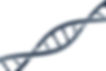 DNA model.jpg