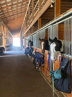 horses in barn.jpeg