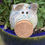 Thumbnail: Speckled Piggy Bank