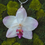 Thumbnail: Light Sunrise Phalaeopnosis Orchid Necklace (Large Flower) 