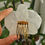 Thumbnail: XL  White Phalaeopnosis Orchid Hair Comb ( ideal for weddings)