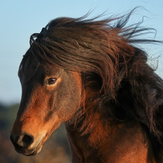 Kolbakur Portrait Kopf.jpeg