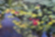 Jackie Jones, Cascading Blossoms, oil.jpg