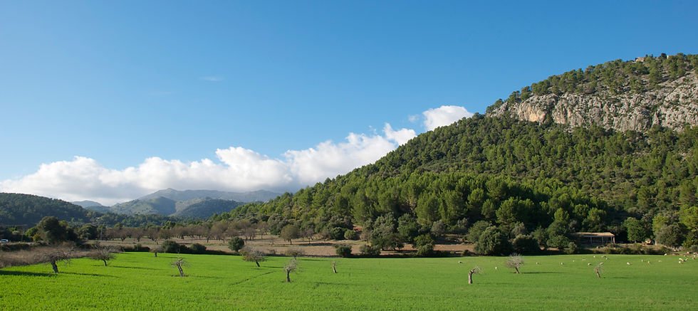 Dreamy Landscape, Mallorca Spain