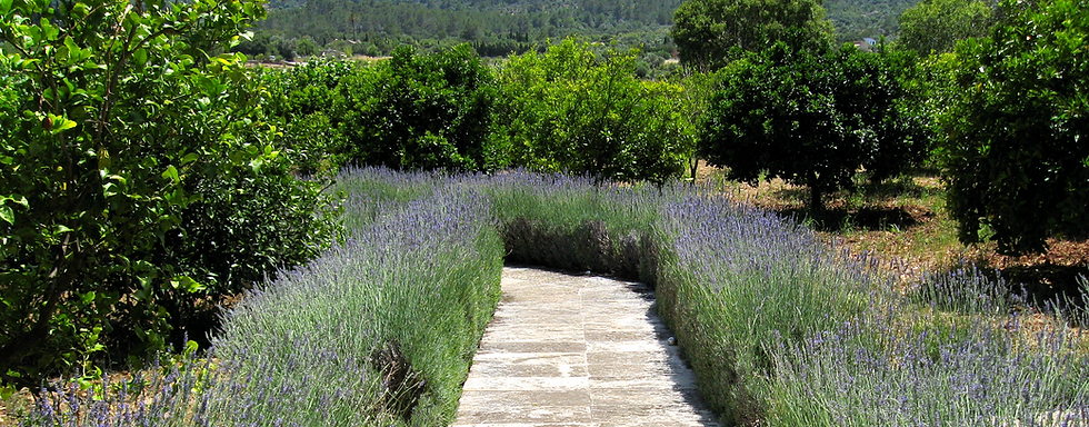 Lavender Path, Mallorca Spain