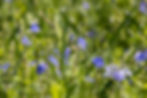 nature_accueil.jpg