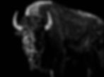 Buffalo I