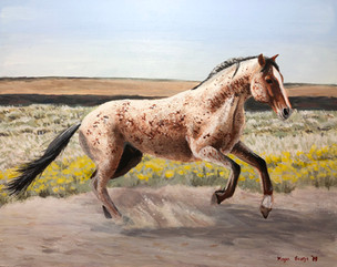 'Bay Roan Mustang'