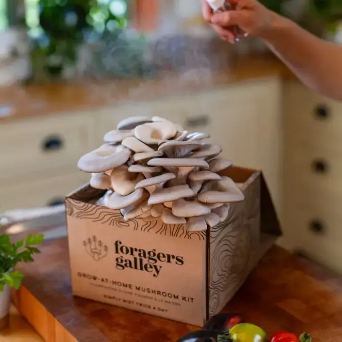 Thumbnail: Blue Oyster Mushroom Grow-At-Home Kit