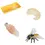 Thumbnail: Safariology Life Cycle Honey Bee