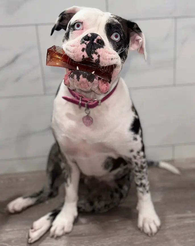 Thumbnail: Mighty Marrows Collagen Dental Chew - Bacon - small