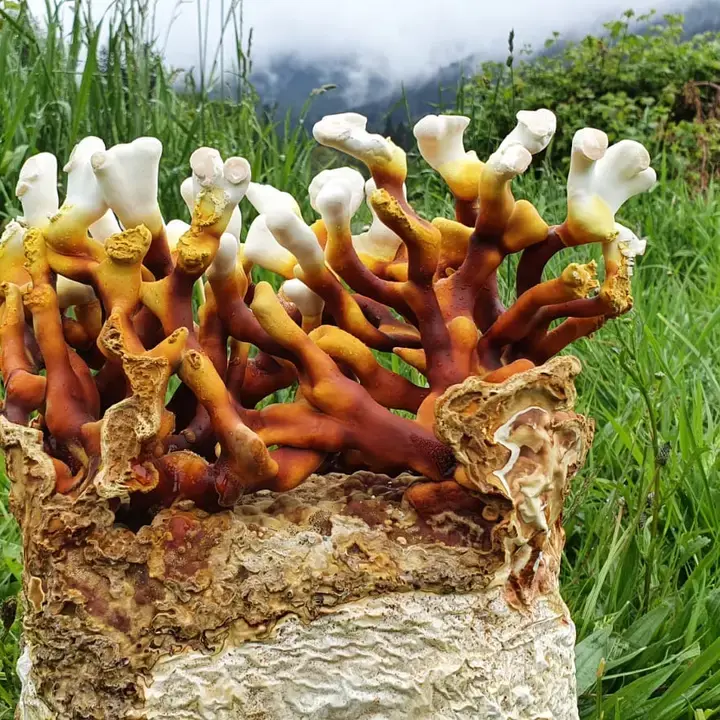 Thumbnail: Antler Reishi Mushroom Grow-At-Home Kit