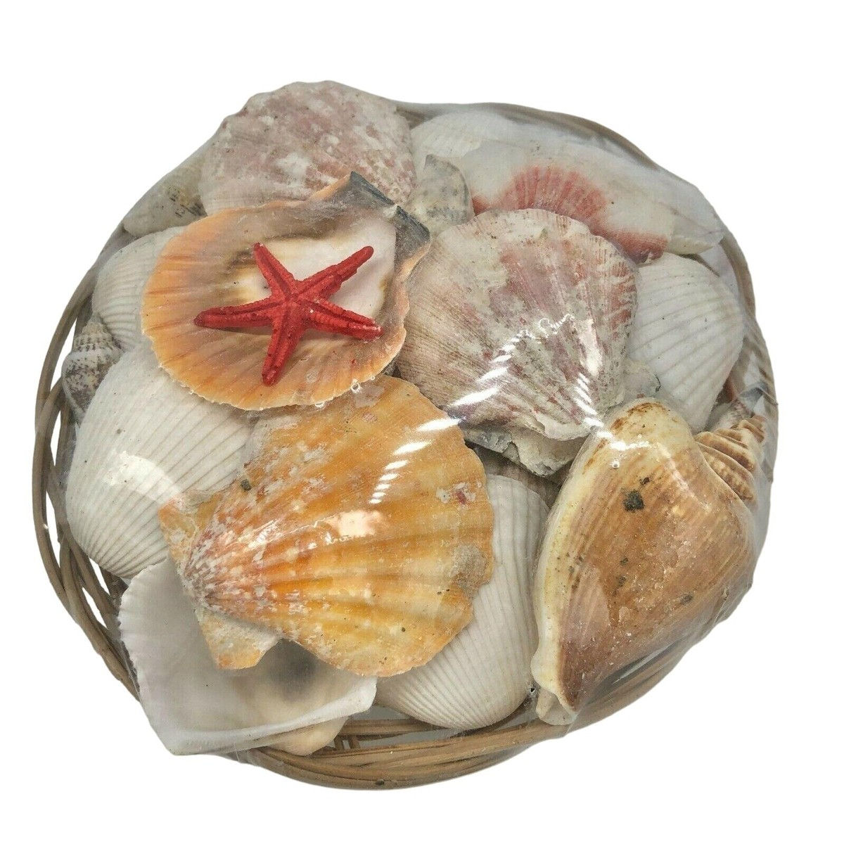 Seashell Basket
