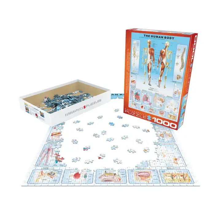 Thumbnail: The Human Body  1000pc