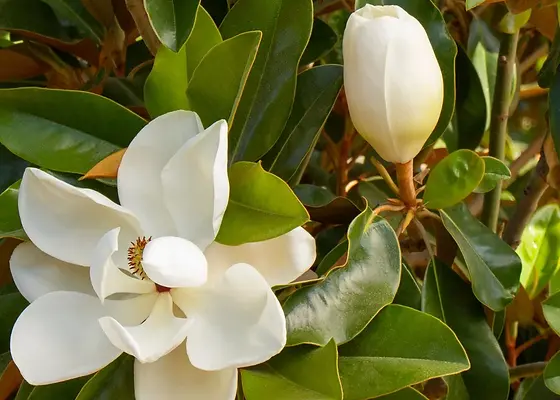 OCD counseling Texas and south Carolina