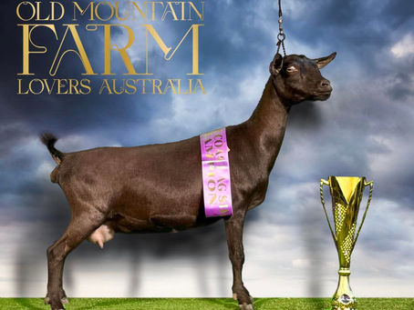 Nigerian dwarf goat "Lucy" Champion Junior Doe, Best Doe & Best in Show!