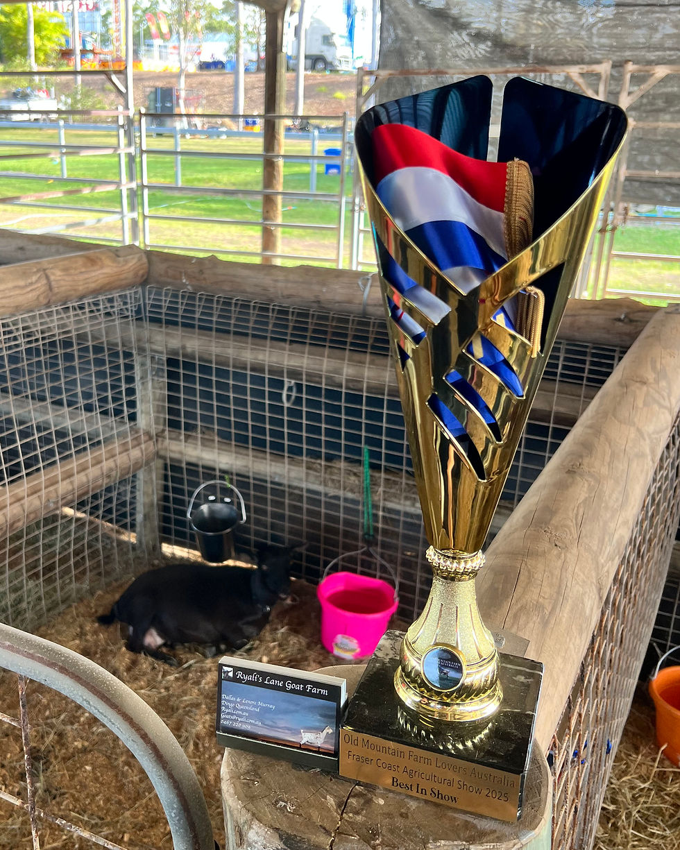 Nigerian dwarf goat Lucy looking proud with our Best in Show trophy