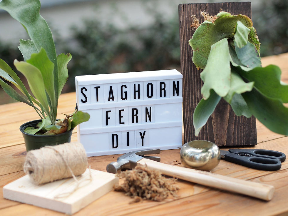 Staghorn Fern Class