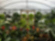 greenhouse.jpeg