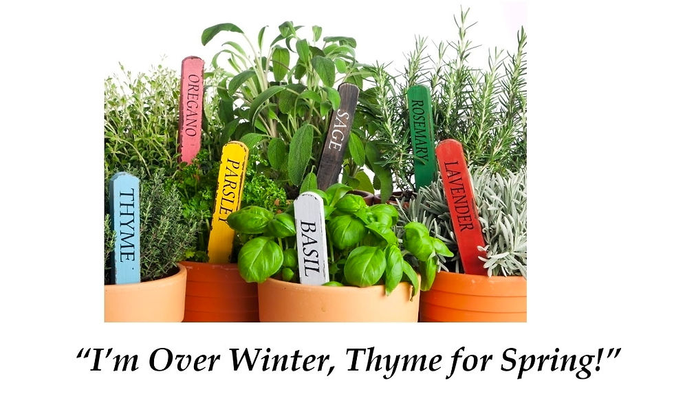 "I'm over winter, thyme for Spring!" Herbal Class