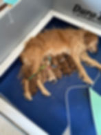 Thumbnail: Gallagher 