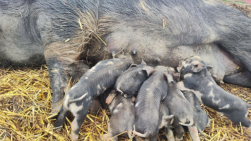 pig 4.jpg
