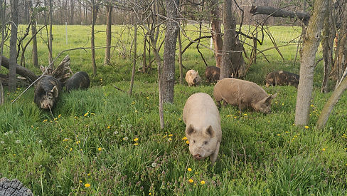 pig 3.jpg