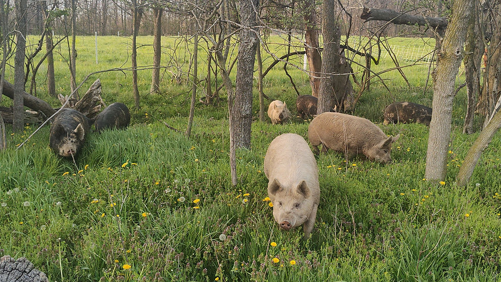 pig 3.jpg