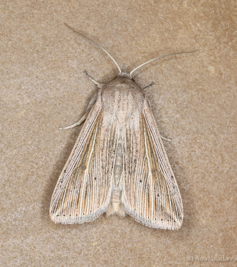 Mythimna riparia