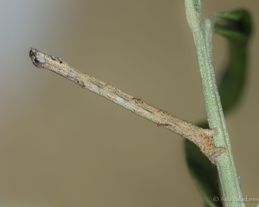 Menophra japygiaria