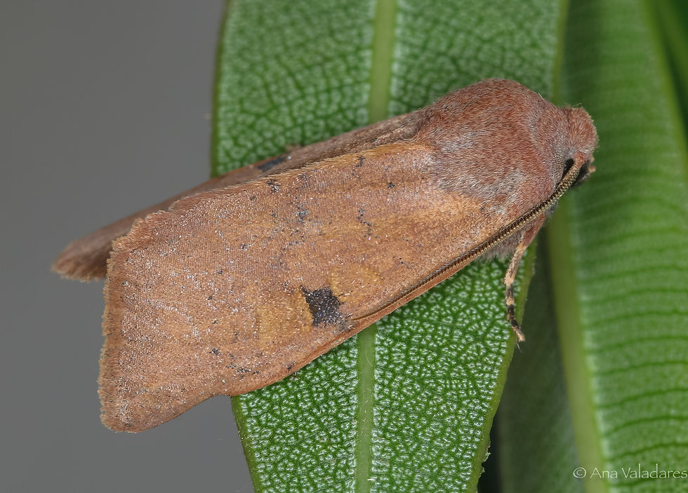 Ammopolia witzenmanni