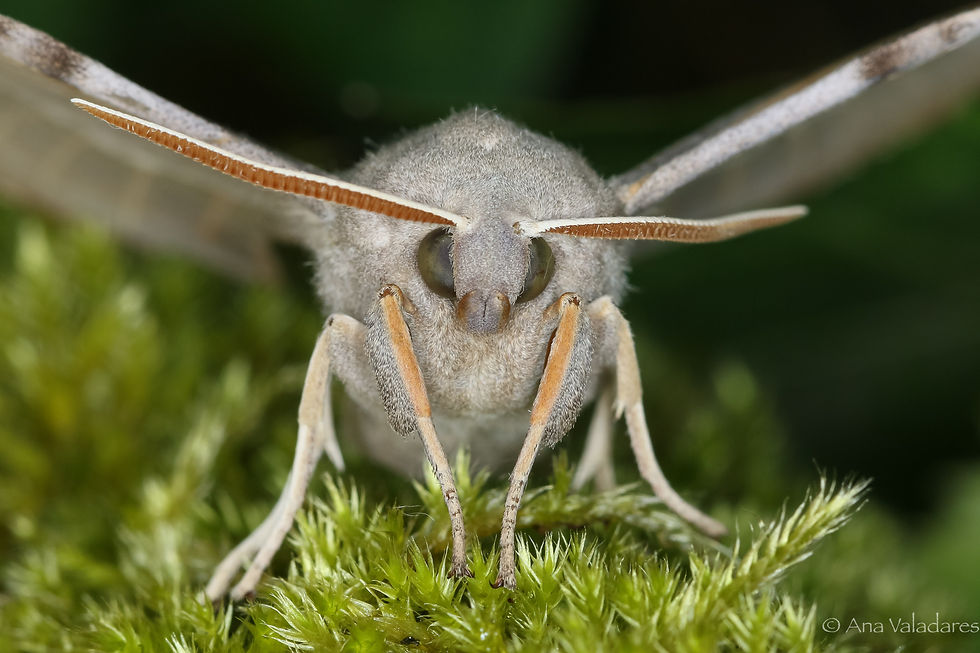Laothoe populi