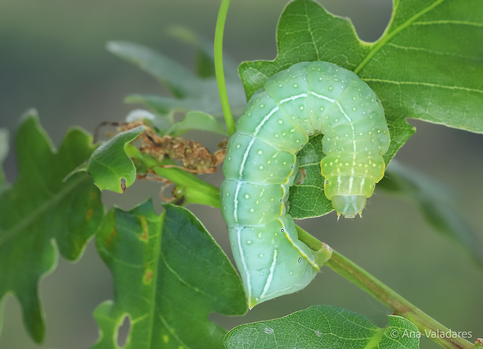 Amphipyra pyramidea