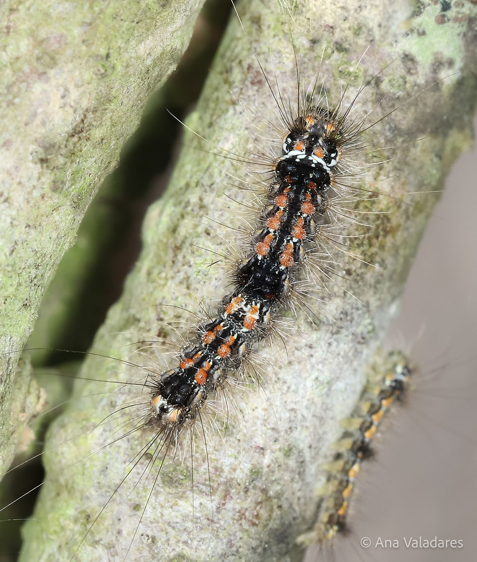 Eilema sororcula