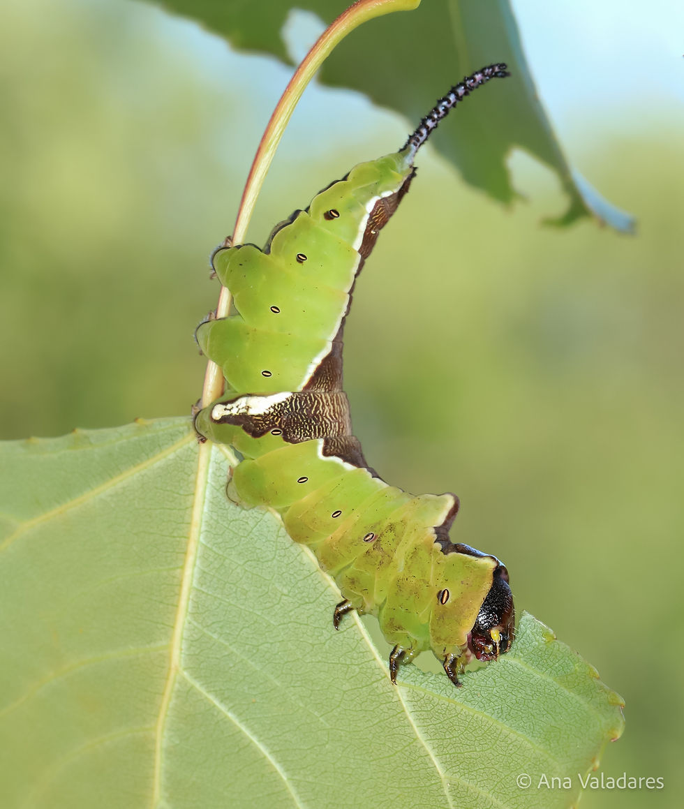 Cerura erminea