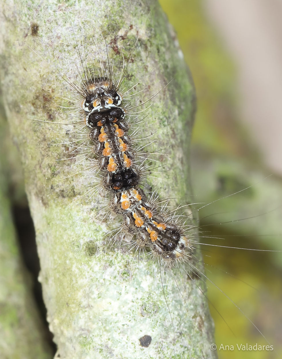 Eilema sororcula