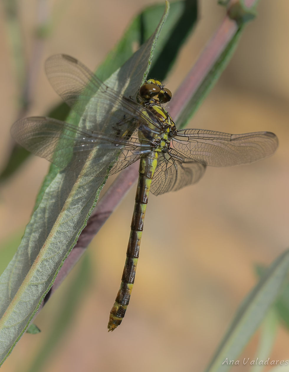 Onychogomphus uncatus (fêmea)