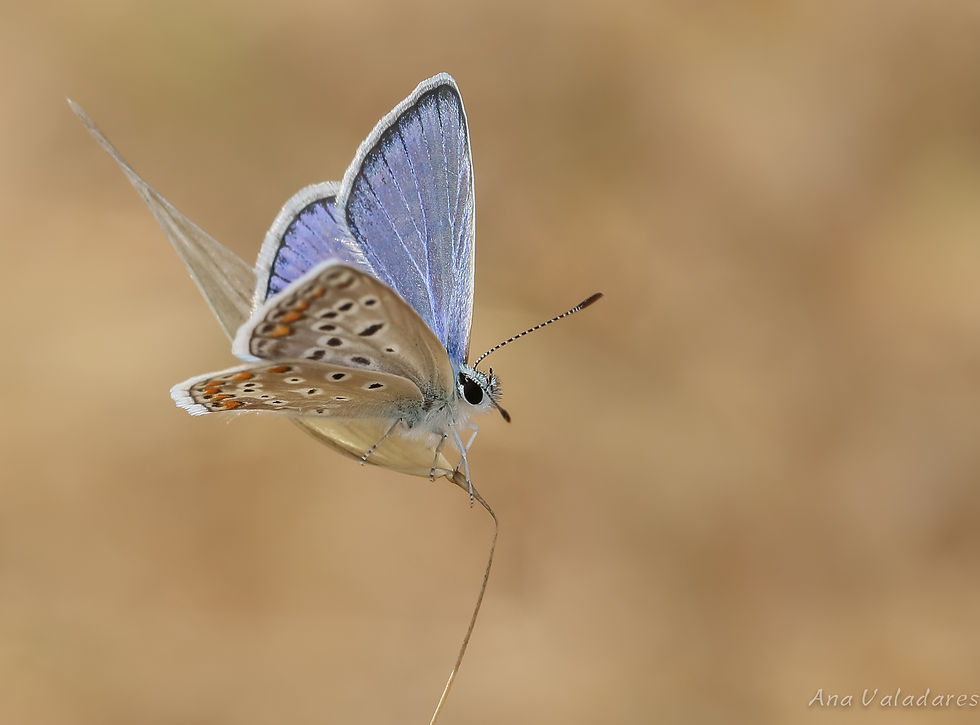 Polyommatus icarus/celina