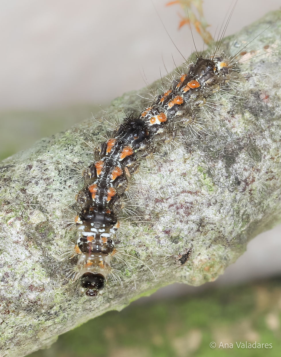 Eilema sororcula