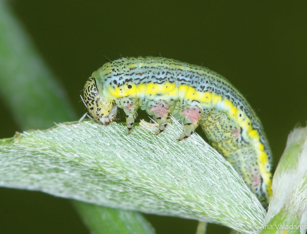 Isturgia miniosaria