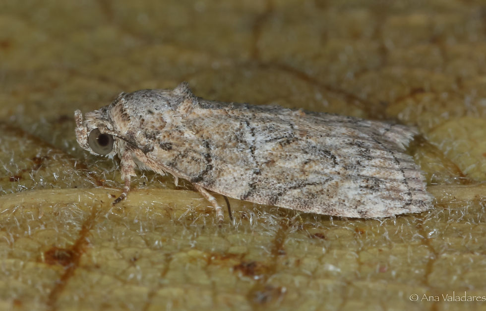 Garella nilotica