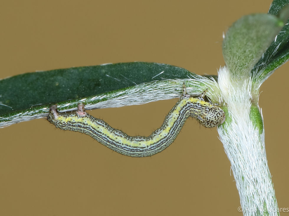 Isturgia miniosaria