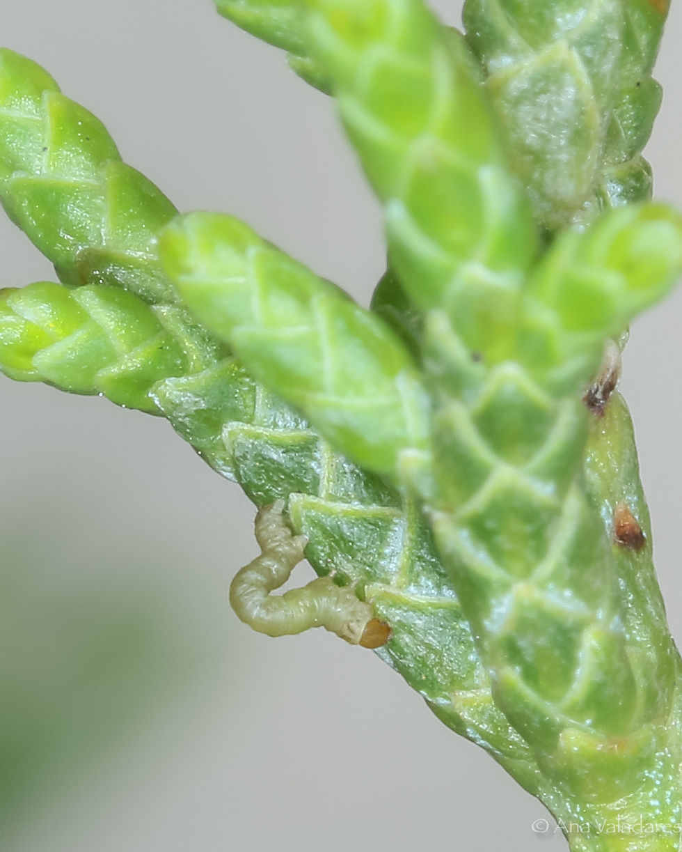 Ekboarmia atlanticaria