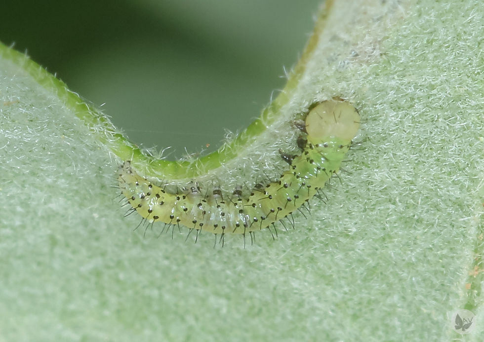 Drymonia ruficornis