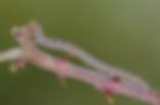 Dysgonia algira (larva)