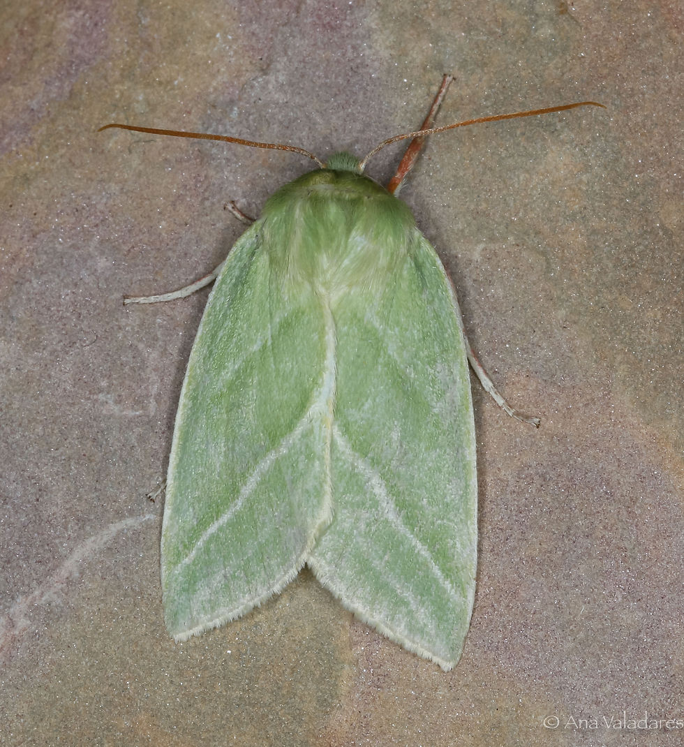 Pseudoips prasinana